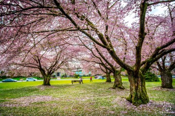 Explore BC’s Social Medicine Network